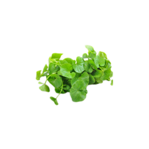 Tigger Grass ( Gotukola )