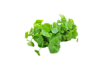 Tigger Grass ( Gotukola ) Tigger Grass ( Gotukola )